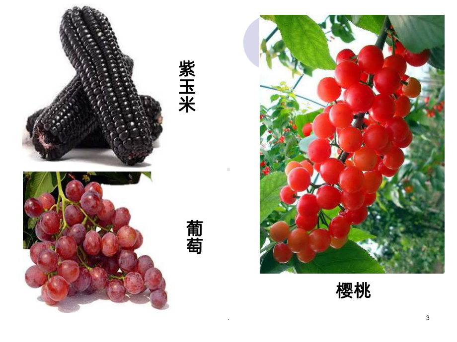 花青素PPT课件(同名471).ppt_第3页