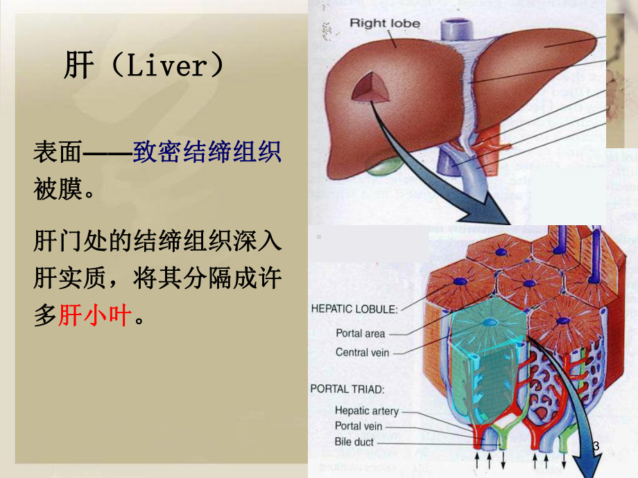 肝小叶ppt课件.ppt_第3页