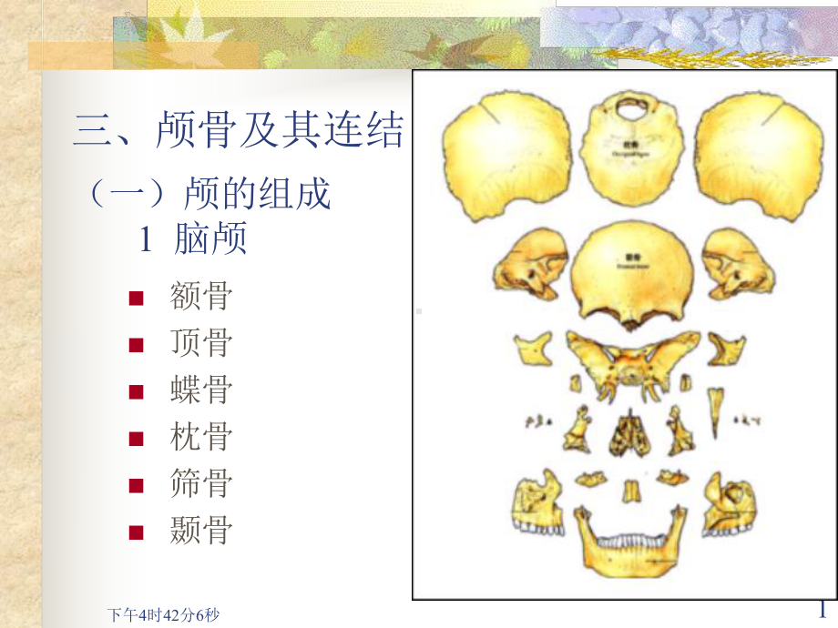 3-2-颅骨及其连结-PPT课件.ppt_第1页