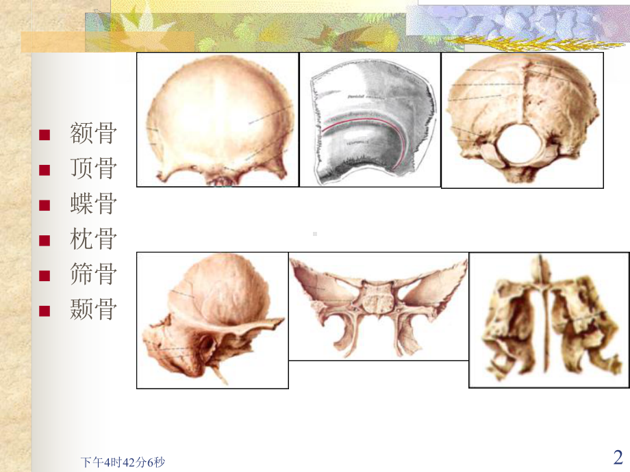 3-2-颅骨及其连结-PPT课件.ppt_第2页