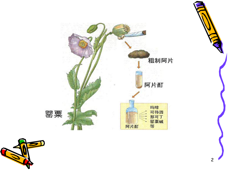 癌痛药物说明书PPT课件.ppt_第2页