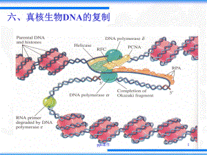 生物化学-DNA的复制和修复-ppt课件.ppt