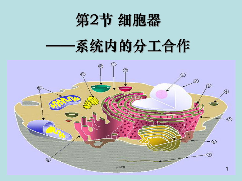 细胞器-系统内的分工合作-ppt课件.ppt_第1页