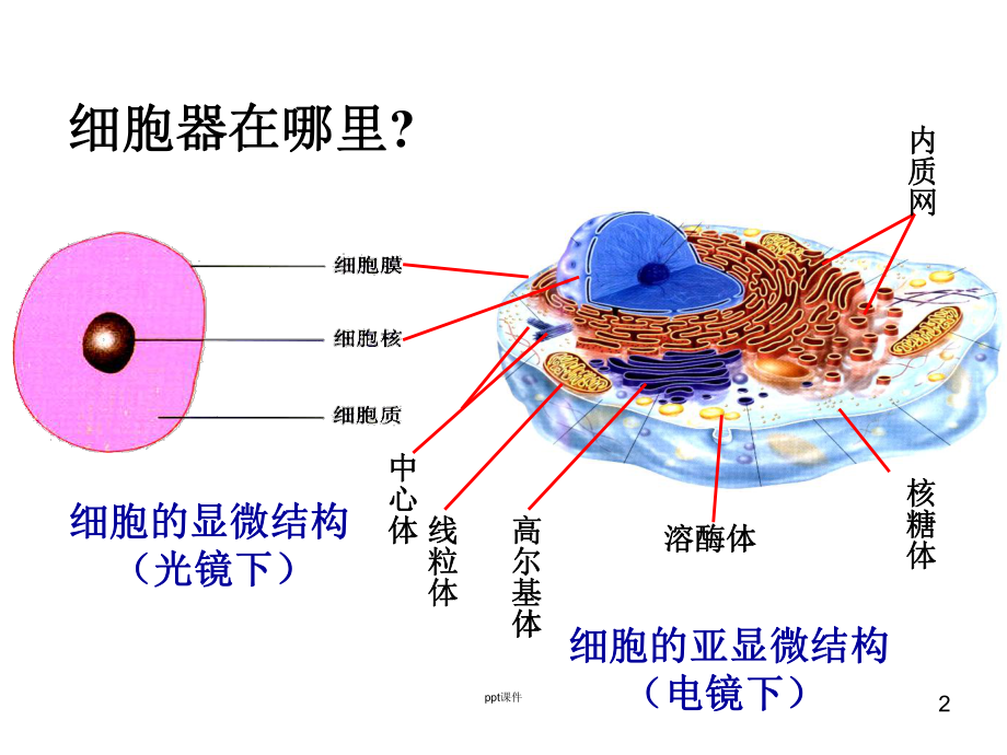 细胞器-系统内的分工合作-ppt课件.ppt_第2页