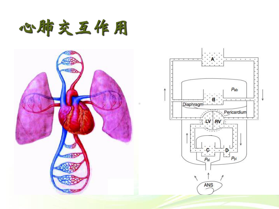 从肺看心肺和脑肺交互作用-ppt课件.ppt_第2页