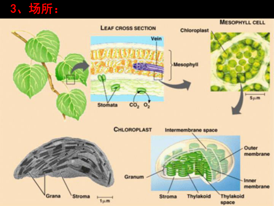 苏教版教学课件浙江省生物必修1光合作用的过程-浙.ppt_第3页