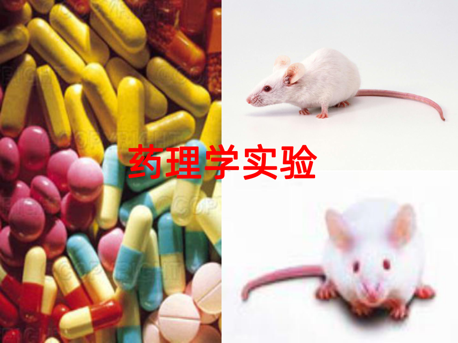 药理实验PPT课件.ppt_第1页