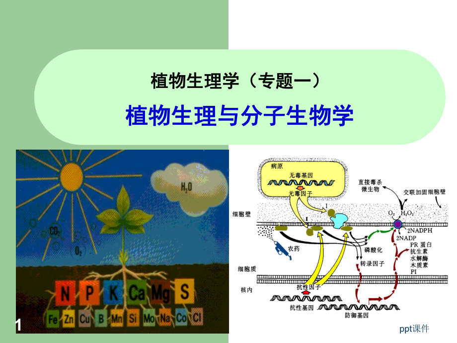 植物生理学-植物生理与分子生物学-ppt课件.ppt_第1页