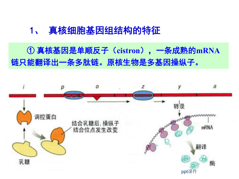 植物生理学-植物生理与分子生物学-ppt课件.ppt_第3页