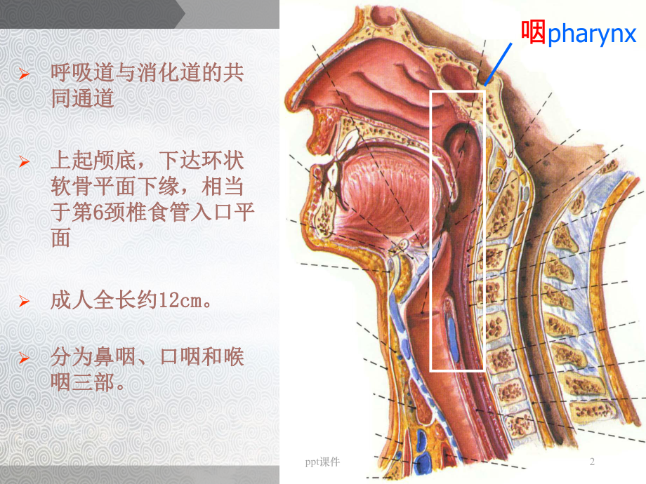 咽部解剖-ppt课件.ppt_第2页