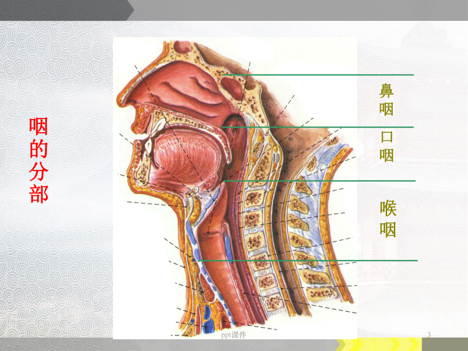 咽部解剖-ppt课件.ppt_第3页