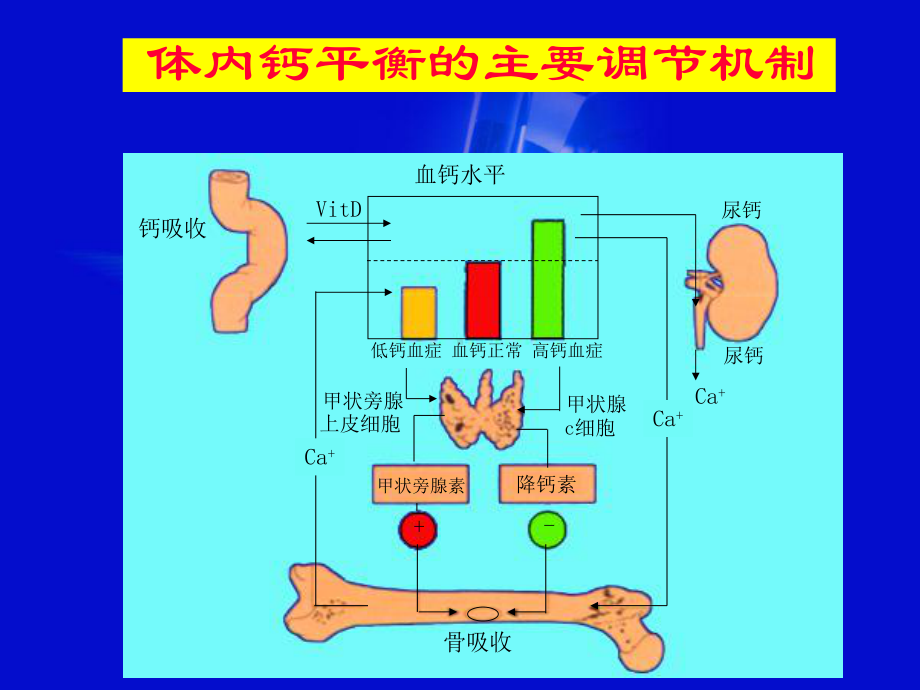 骨代谢ppt课件(同名755).ppt_第3页