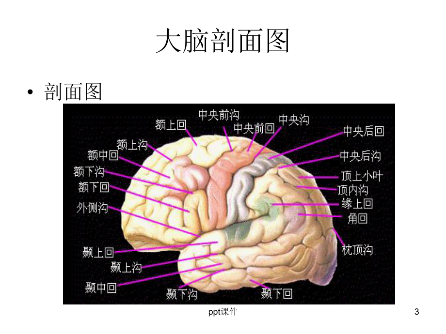 大脑结构图图例-ppt课件.ppt_第3页