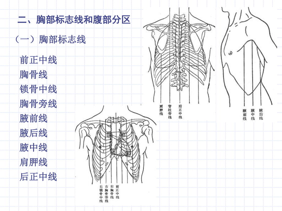 人体解剖学-内脏学-ppt课件.ppt_第3页