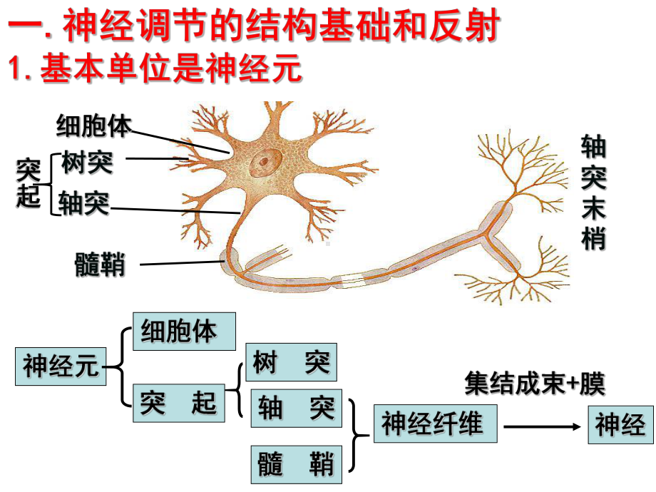 2.1通过神经的调节-PPT课件.ppt_第3页