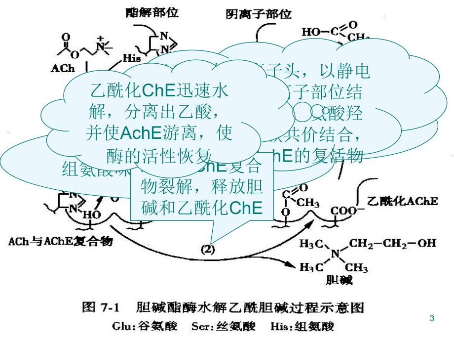 抗胆碱酯酶药和胆碱酶复活药-ppt课件.ppt_第3页