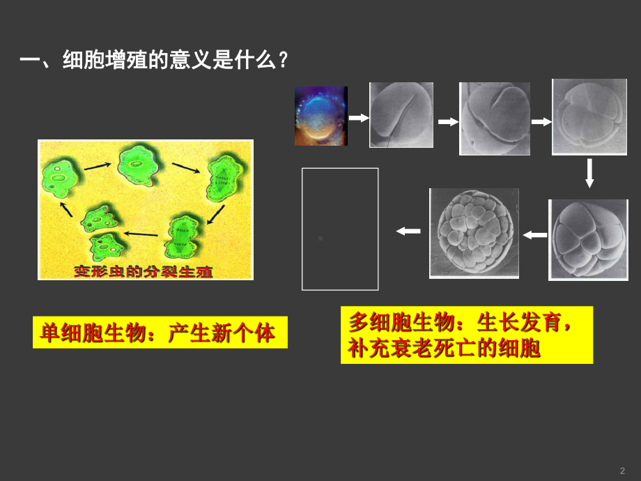 高中生物必修一细胞分裂ppt课件.ppt_第2页