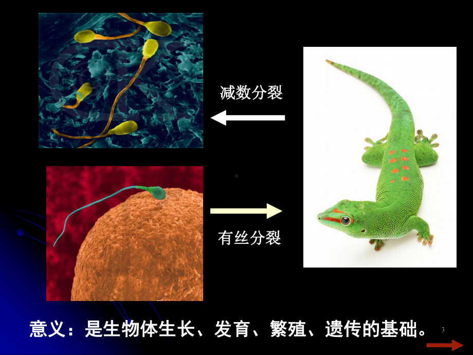 高中生物必修一细胞分裂ppt课件.ppt_第3页