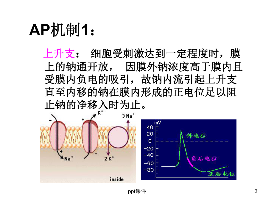 生理学期末复习-ppt课件.ppt_第3页