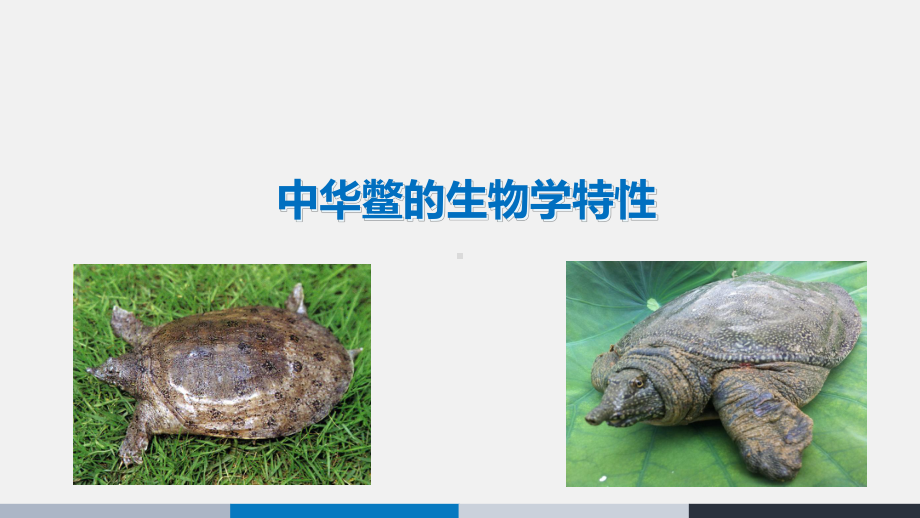 中华鳖的生物学特性-ppt课件.ppt_第1页