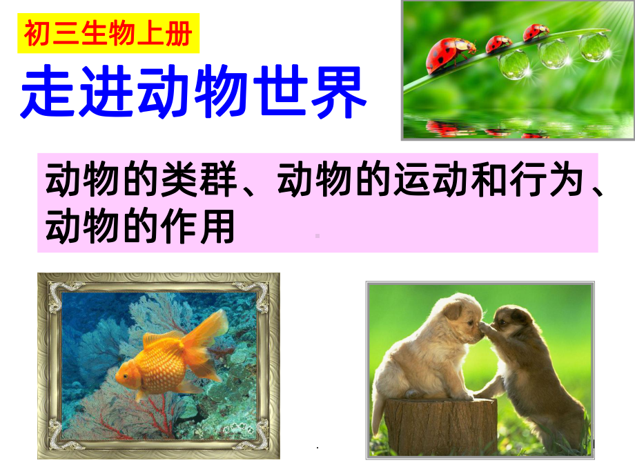 第一节腔肠动物和扁形动物PPT课件.ppt_第1页