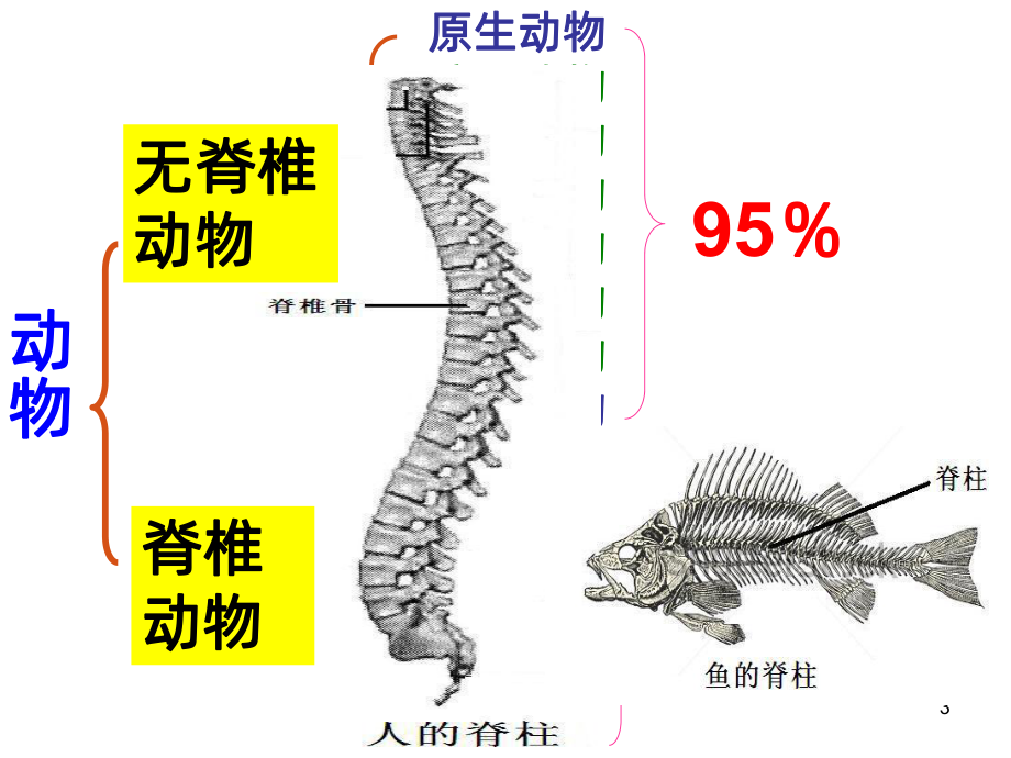 第一节腔肠动物和扁形动物PPT课件.ppt_第3页