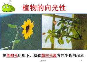 植物激素的发现-ppt课件.pptx