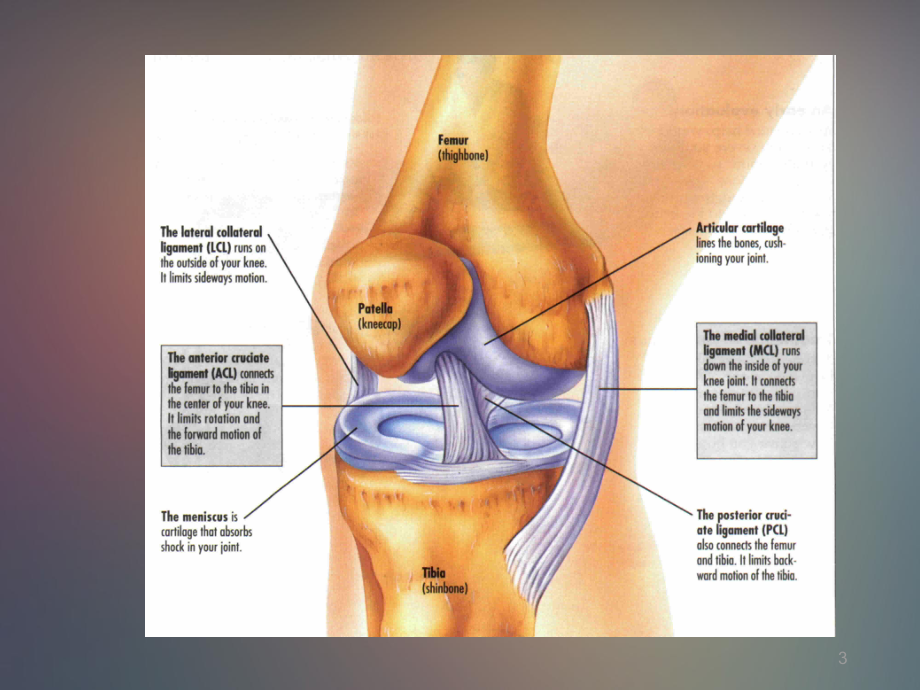 膝关节磁共振成像PPT课件.pptx_第3页