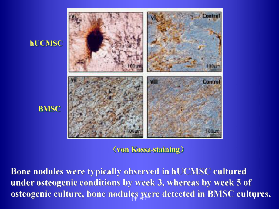 间充质干细胞-ppt课件.ppt_第3页