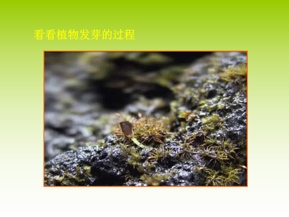 《我种的植物》课件.ppt_第2页