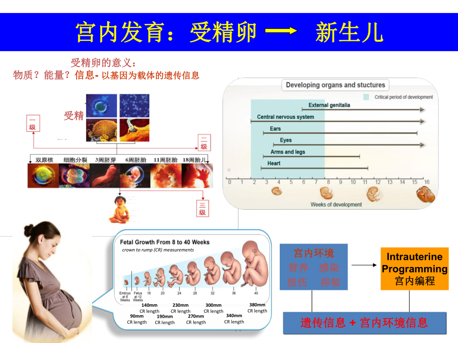 肠道健康-ppt课件.ppt_第3页