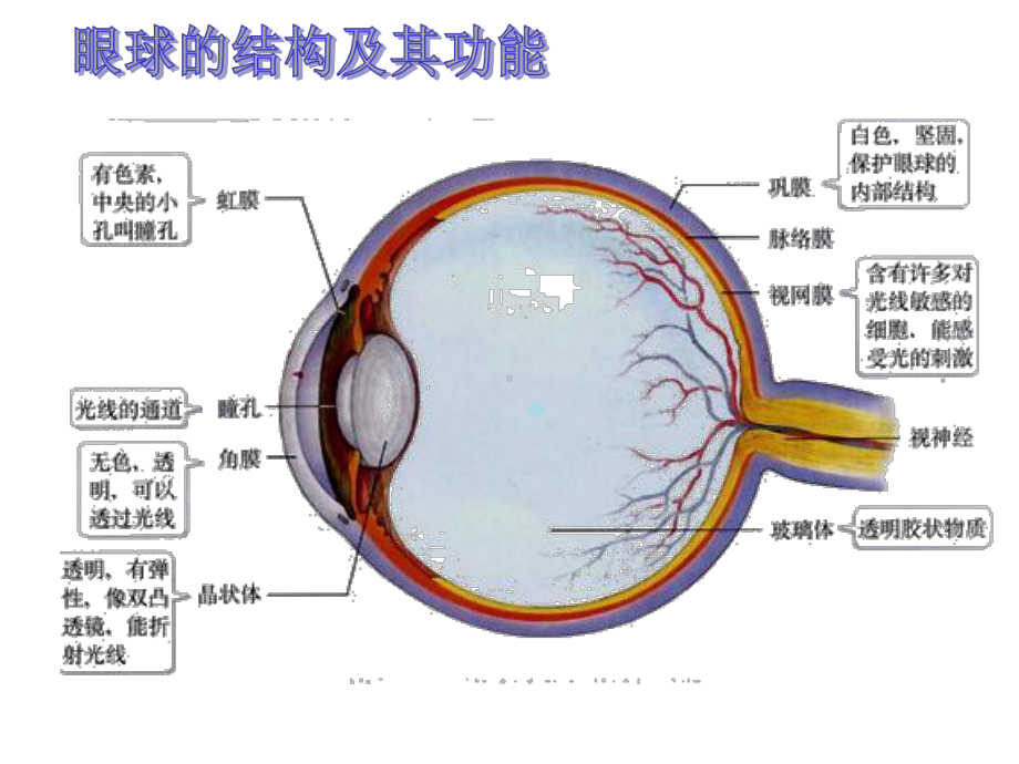 第六章人体生命活动的调节复习课件.ppt_第2页