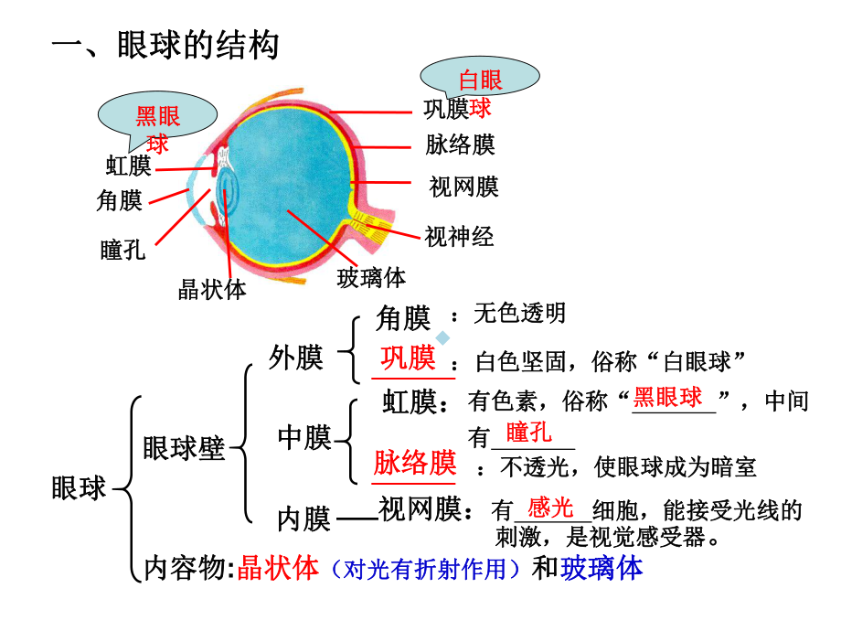 第六章人体生命活动的调节复习课件.ppt_第3页