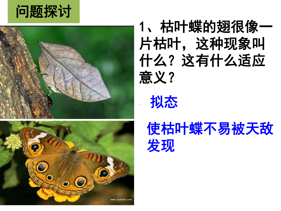 现代生物进化理论的由来-ppt课件.ppt_第2页