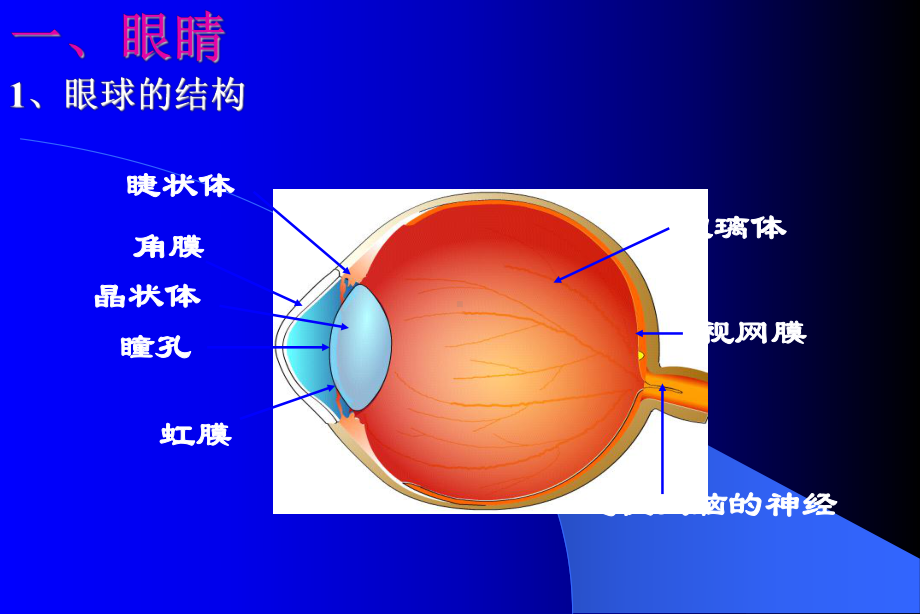 眼睛和眼镜ppt+flash课件-7.ppt_第3页