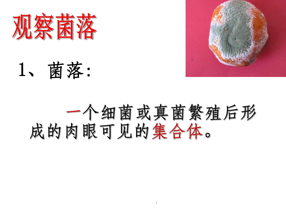 第一节细菌和真菌的分布ppt课件.ppt_第3页