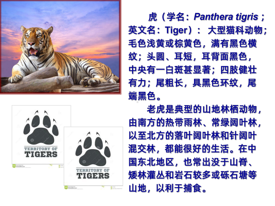 老虎PPT课件.ppt_第3页