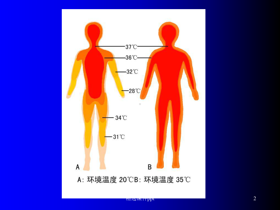 《体温及其调节》PPT课件.ppt_第2页