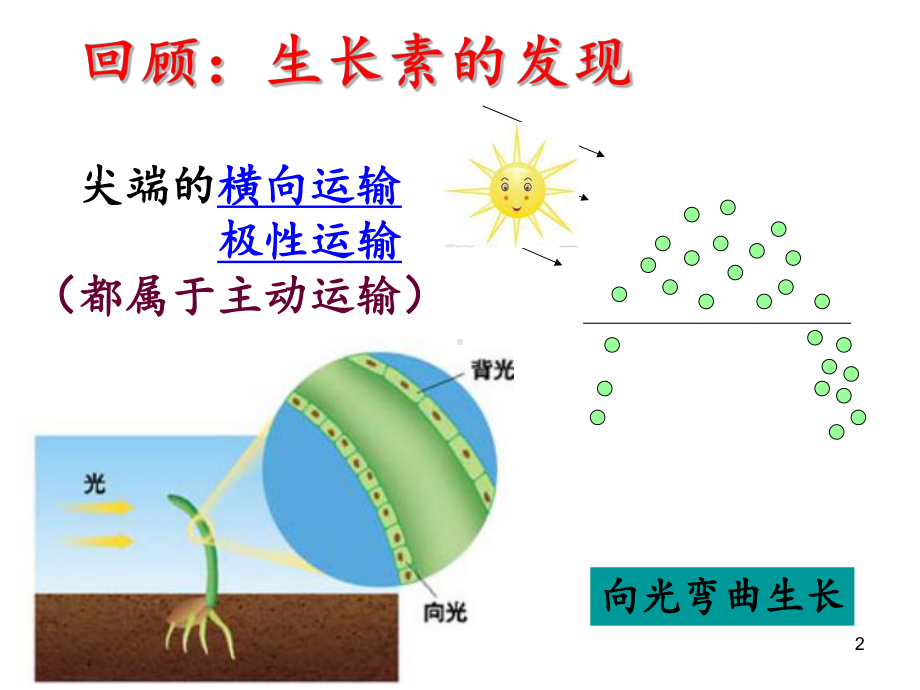 生长素的生理作用-ppt课件.ppt_第2页