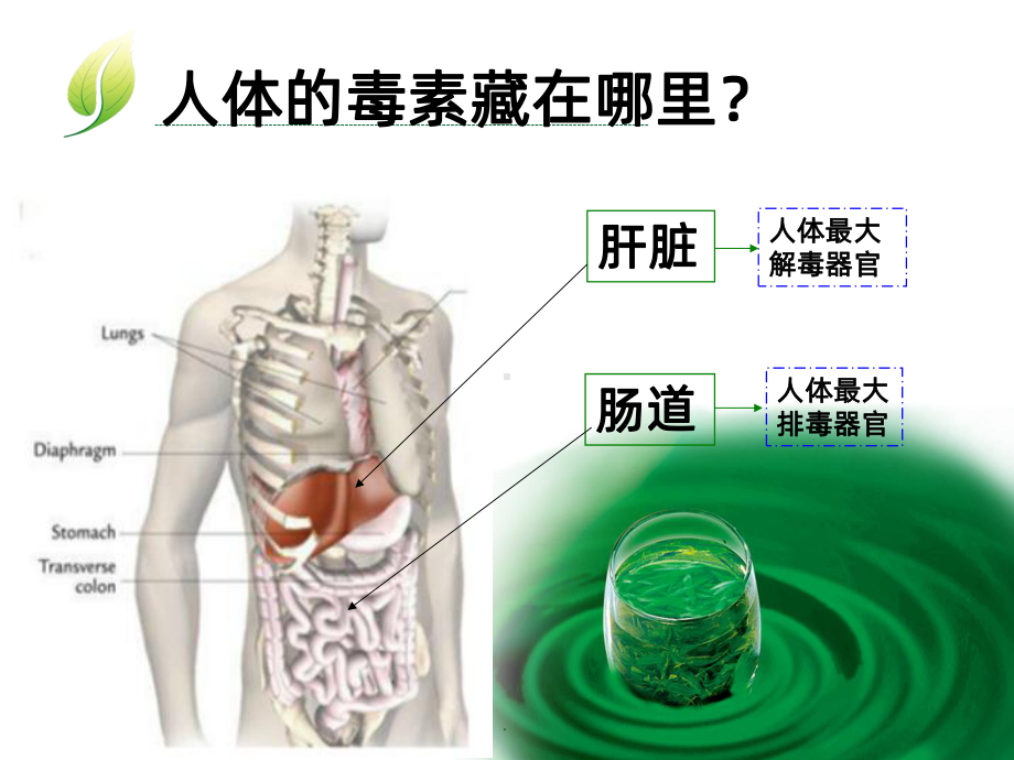 肝胆肠排毒PPT课件.ppt_第3页