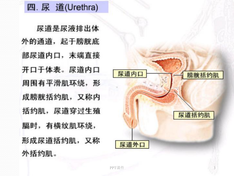 留置导尿术-ppt课件.ppt_第3页