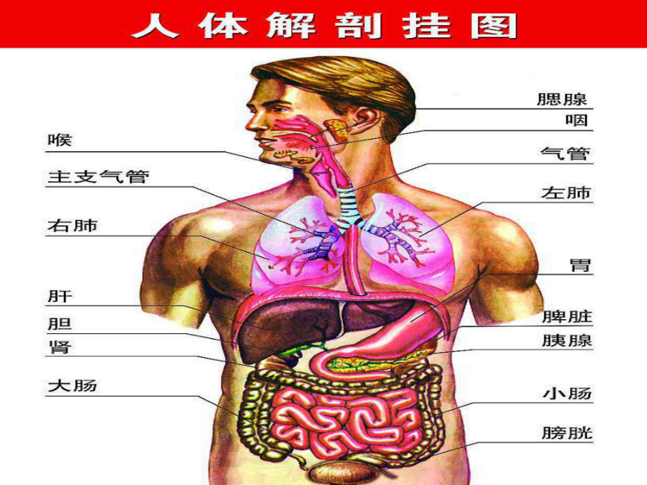 春季传染性疾病的预防.ppt-ppt课件.ppt_第3页