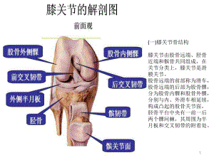 膝关节相关知识PPT课件.ppt