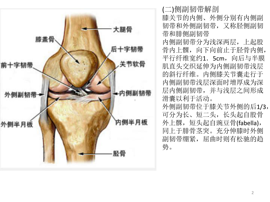 膝关节相关知识PPT课件.ppt_第2页