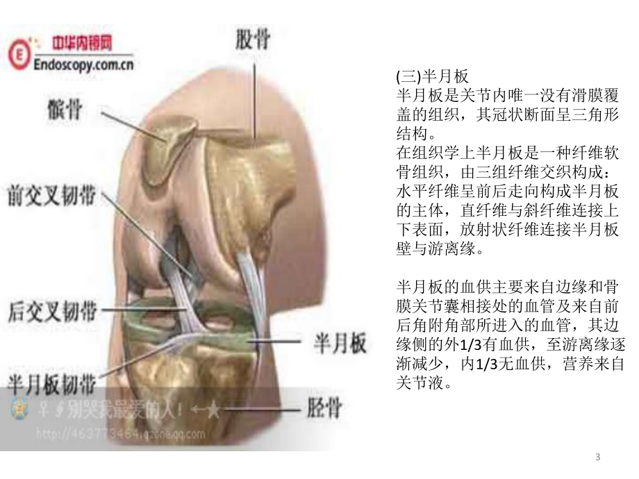 膝关节相关知识PPT课件.ppt_第3页