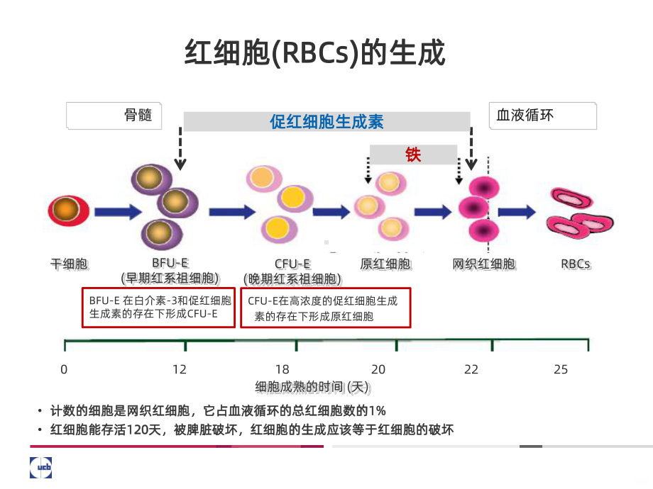 铁的代谢PPT课件.ppt_第3页