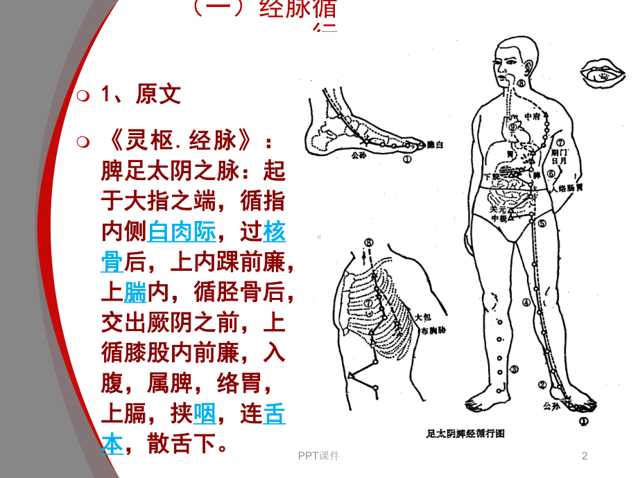 足太阴脾经--ppt课件.ppt_第2页