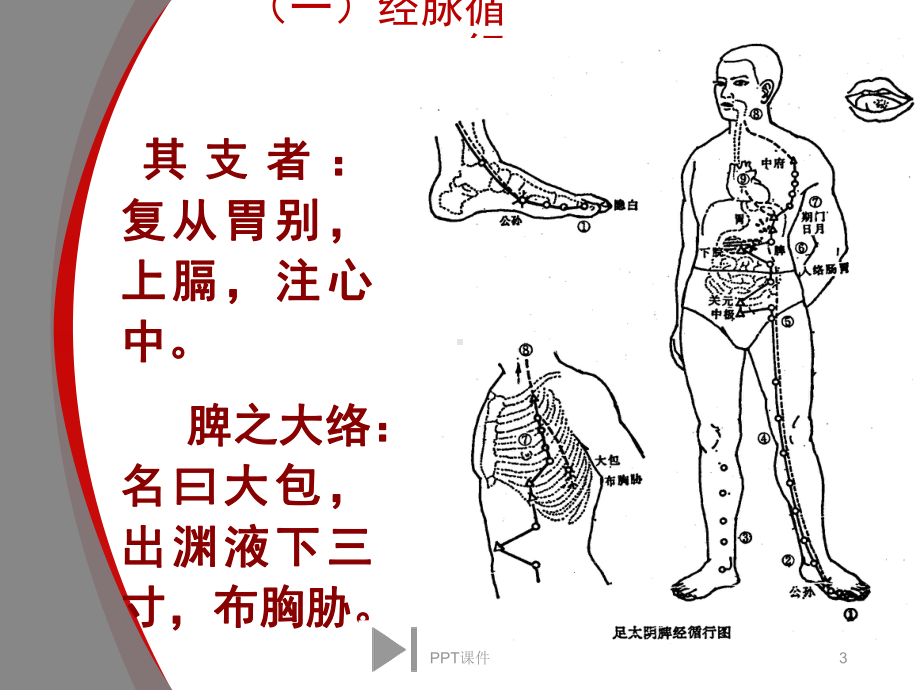 足太阴脾经--ppt课件.ppt_第3页