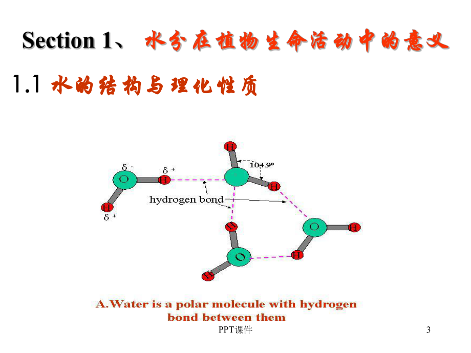 植物生理学-水分生理-ppt课件.ppt_第3页