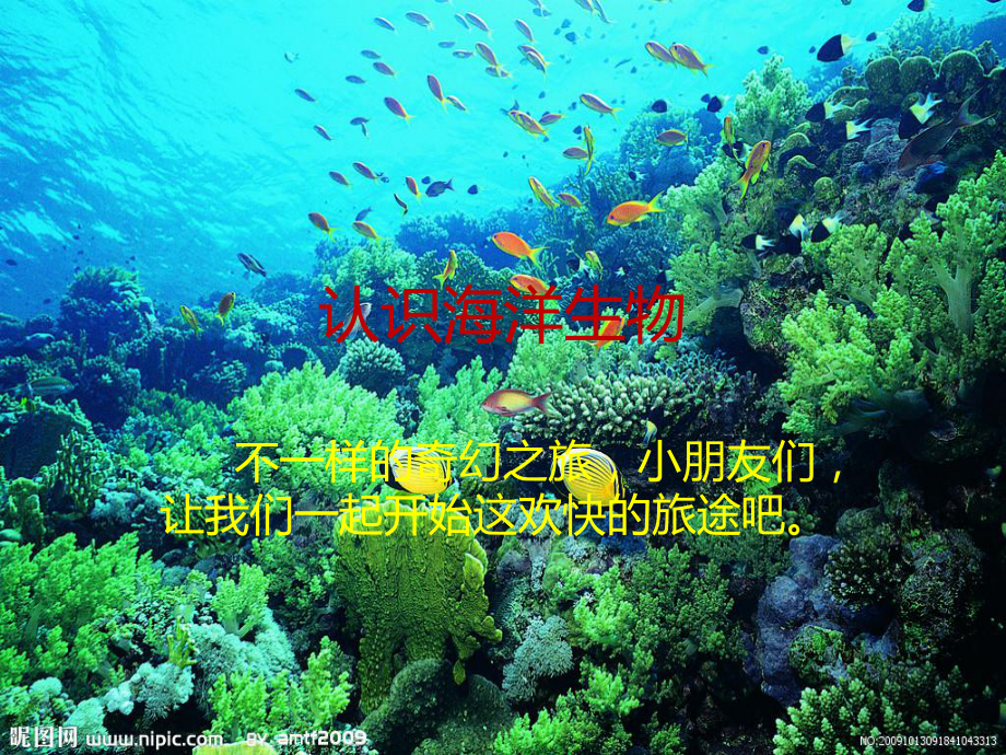 认识海洋生物PPT课件.ppt_第1页